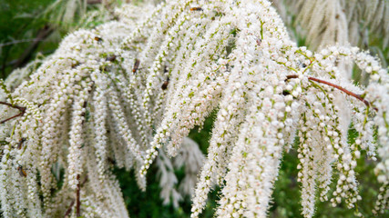 Closeup image of beautiful small white flowers growing on bush branch. Abstract image of blossoming tree