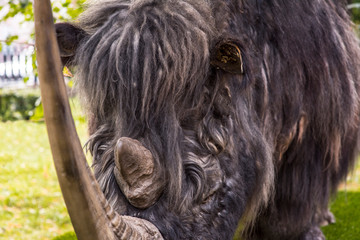 A shaggy beast emerges from the mists of time. This is the Woolly Rhino, Coelodonta Antiquitatis, a...