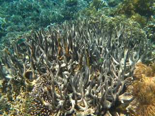 Fototapeta na wymiar Arrecife de coral 