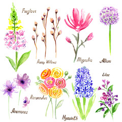 Watercolor flowers collection, spring time