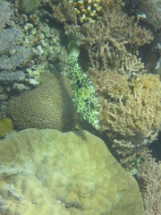 Arrecife de coral 