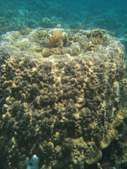 Arrecife de coral 