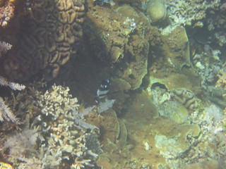 Arrecife de coral 