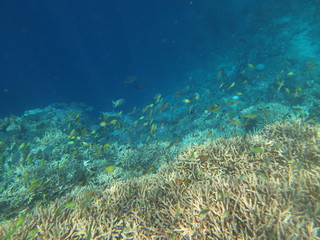 Obraz na płótnie Canvas Arrecife de coral 