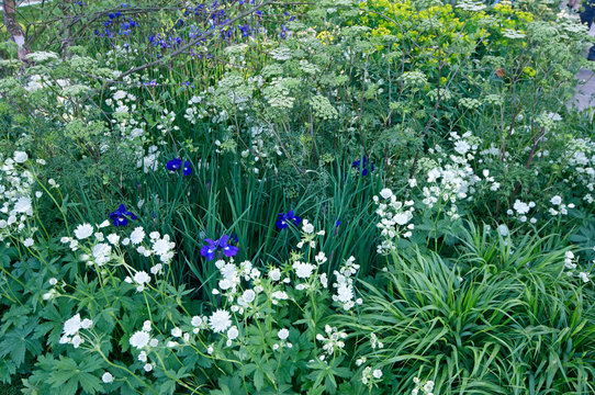 Close up of  a fresh and simple well planted flower border with astrantia and centolophium