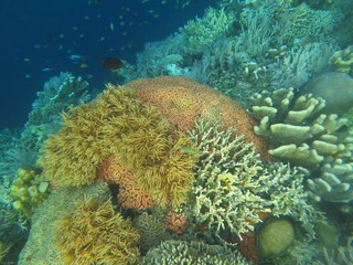 Arrecife de coral 