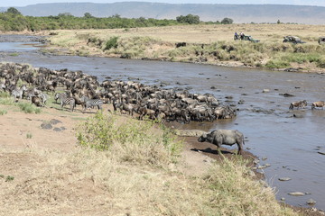 Kenia great migration of animals