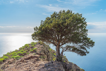 Fototapeta na wymiar Single juniper tree on the La Mercia mountain at the long distance trail from the Valle Gran Rey to Arure on La Gomera. The tree is situated on top of the mountain