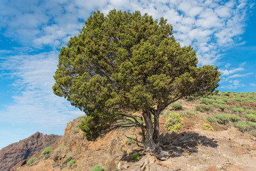 Single juniper tree on the La Mercia mountain at the long distance trail from the Valle Gran Rey to Arure on La Gomera. The tree is situated on top of the mountain