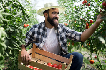 Male farmer picking fresh tomatoes from his hothouse garden