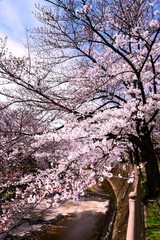 Obraz premium 恩田川の桜