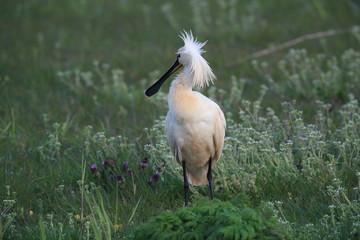 Eurasian or common spoonbill in nature Island Texel,Holland