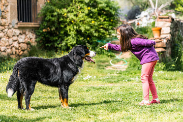 Naklejka na ściany i meble Little girl training a Bernese mountain dog