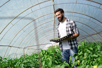 Attractive happy male farmer working in greenhouse