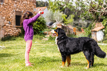 Little girl training a Bernese mountain dog