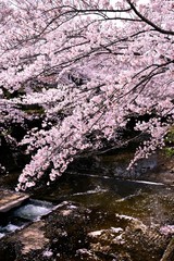 恩田川の桜