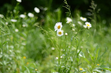 white daisies in green grass on a summer meadow gently bloom