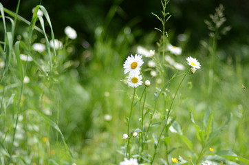 white daisies in green grass on a summer meadow gently bloom