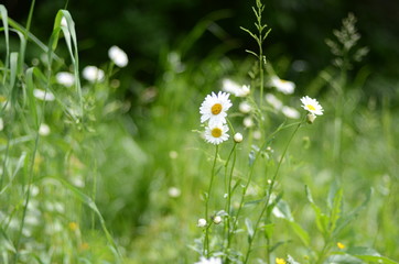 white daisies in green grass on a summer meadow gently bloom
