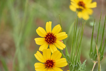 Stiff Greenthread Flower close up. Springtime in Texas
