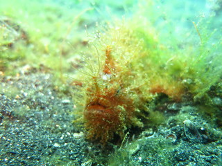 Frogfish en el mar