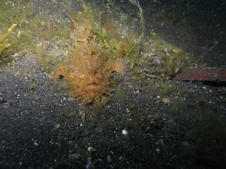 Frog fish en el arrecife