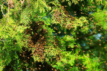 Bees swarming on tree