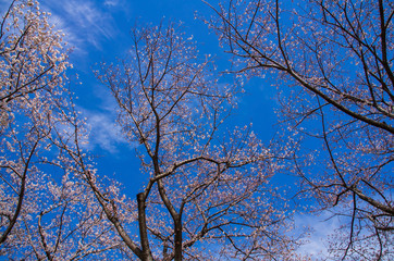 青空と桜