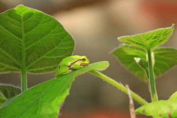 European tree frog on green leaf