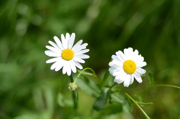 white chamomile in green grass on a summer meadow gently bloom