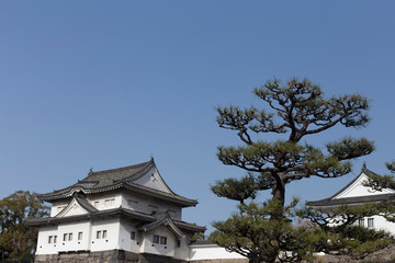 Japanese pine  inside the Wakayama Castle in Japan