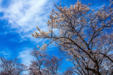 青空と桜