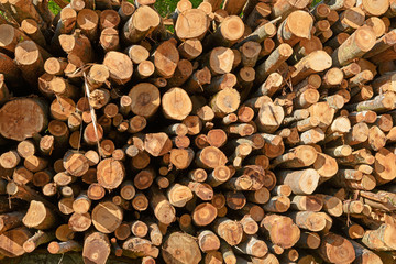 Aufgeschichtete, gefällte Bäume, Brünigpass, Schweiz