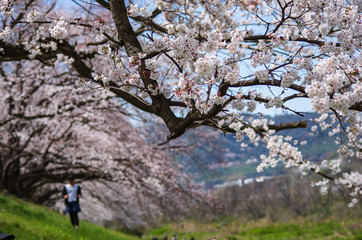 桜並木