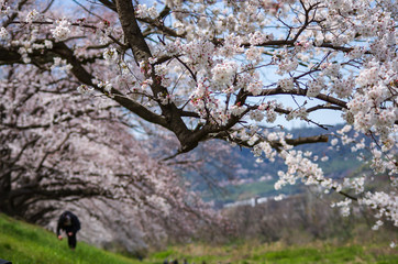 桜並木
