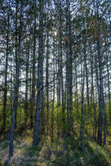 Pine trees forest and morning sunshine