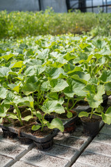 Commercial seedlings in trays