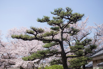 Japanese pine and cherry blossoms inside the Wakayama Castle in Japan