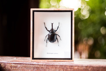 Rare insects in wooden boxes