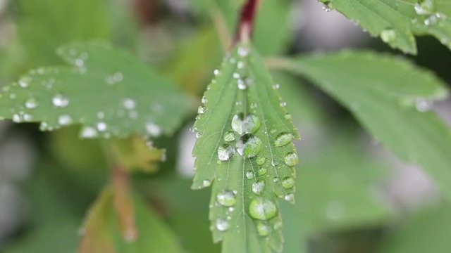 urginea maritima flover