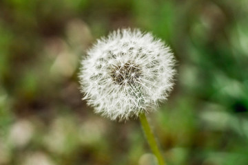 on the field grows white fluffy dandelion which causes allergies in people