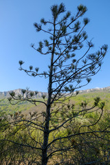 tree, mountain and blue sky
