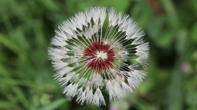 urginea maritima flover