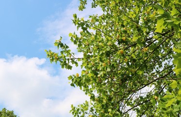 風景　春　ユリノキ　茨城