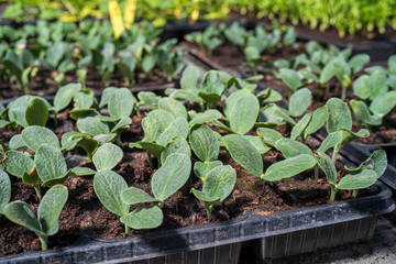 Commercial seedlings in trays