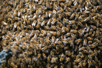 Close up of a swarm of bees packed on a fence