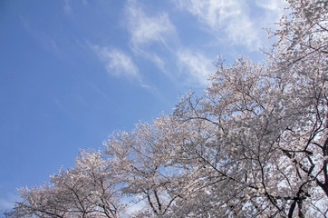 空と桜
