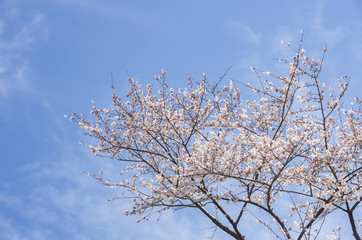 空と桜