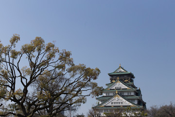 Fototapeta premium Japanese pine in the Osaka Castle in Japan on a sunny day.