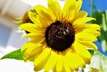 Naklejka premium Biene